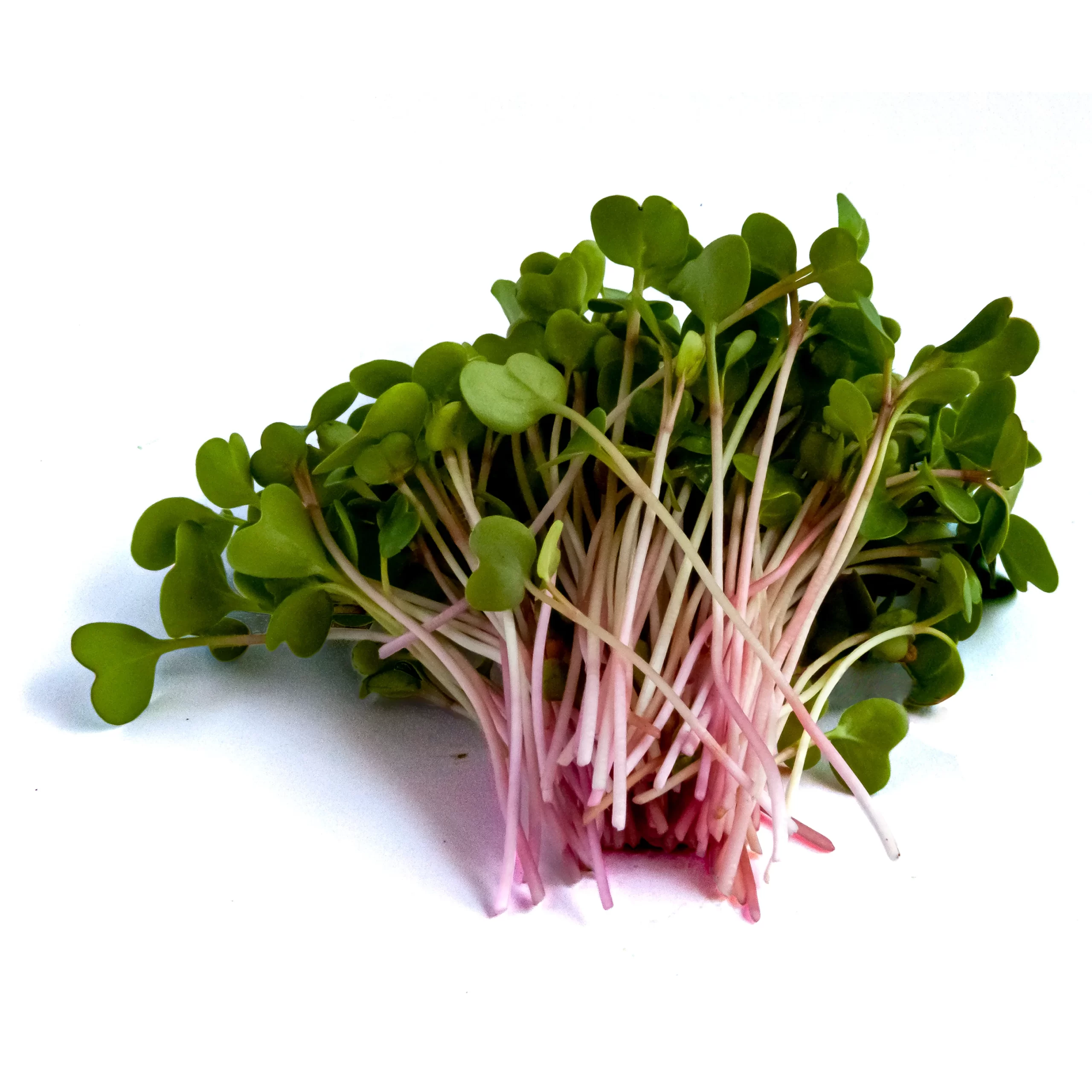 Radish China Rose Microgreens