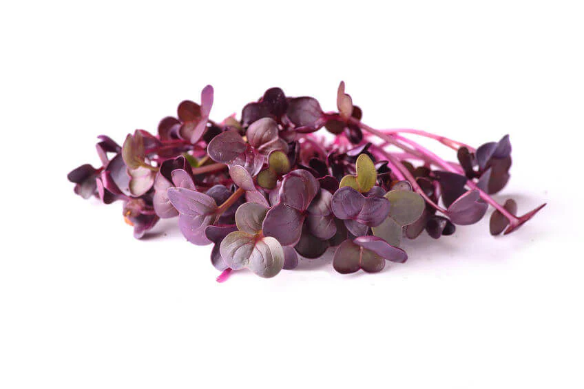 Purple Radish Microgreens