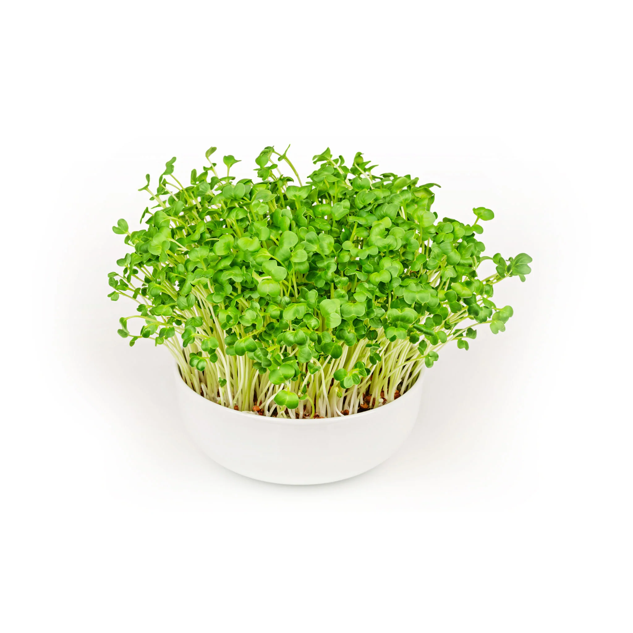 Radish Microgreens