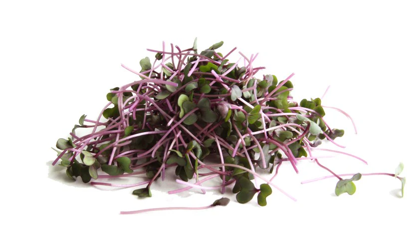 Red Cabbage Microgreens