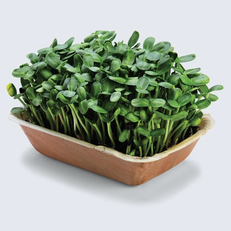 Sunflower Microgreens